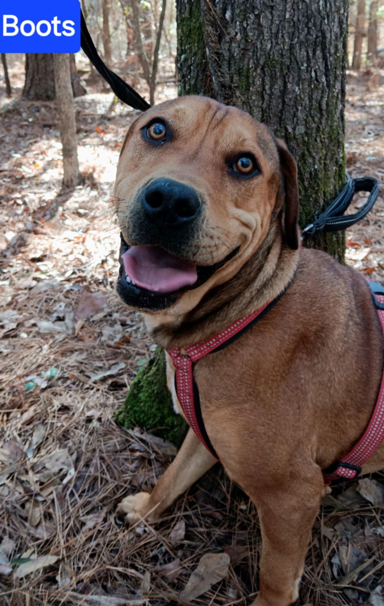 Boots, an adoptable Rhodesian Ridgeback, Redbone Coonhound in Farmerville, LA, 71241 | Photo Image 1