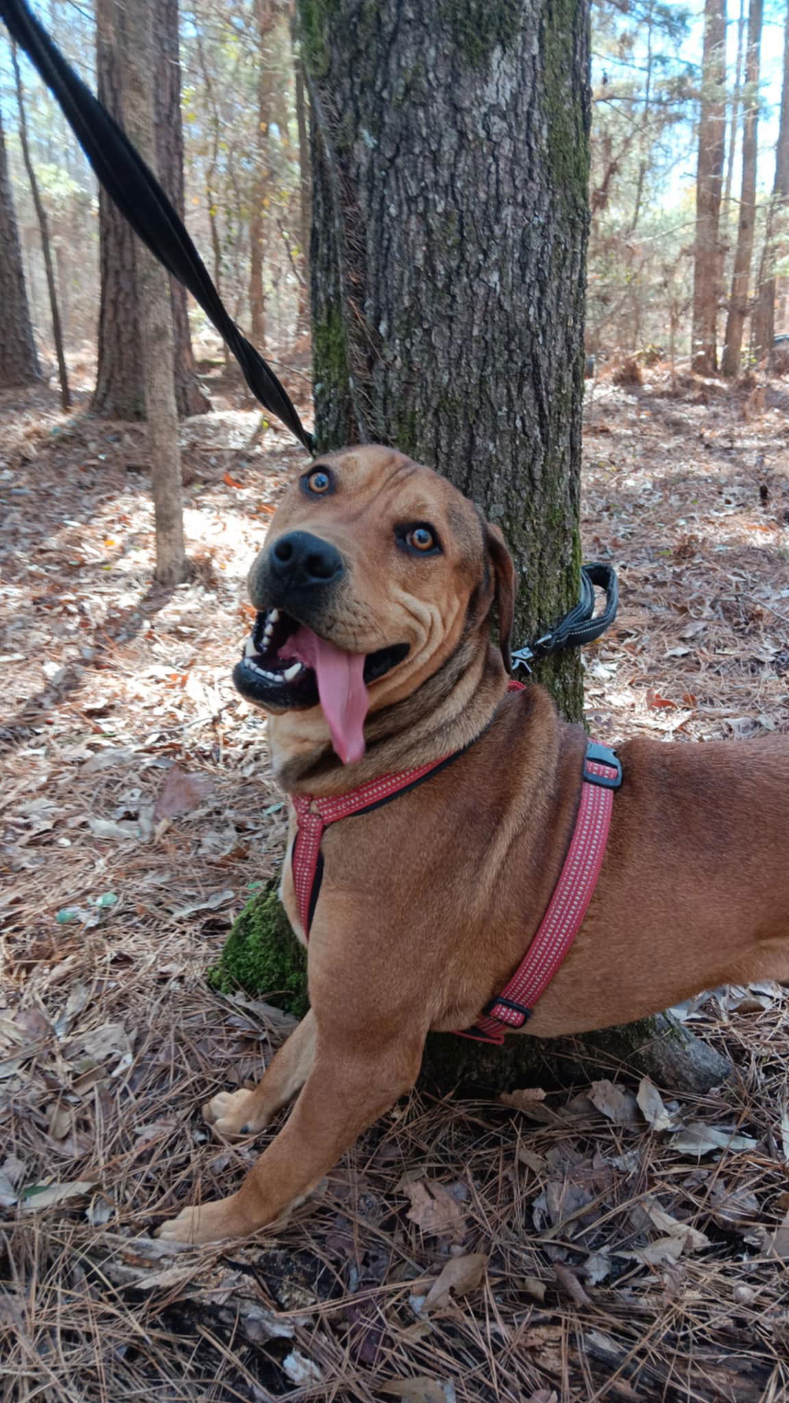 Boots, an adoptable Rhodesian Ridgeback, Redbone Coonhound in Farmerville, LA, 71241 | Photo Image 2