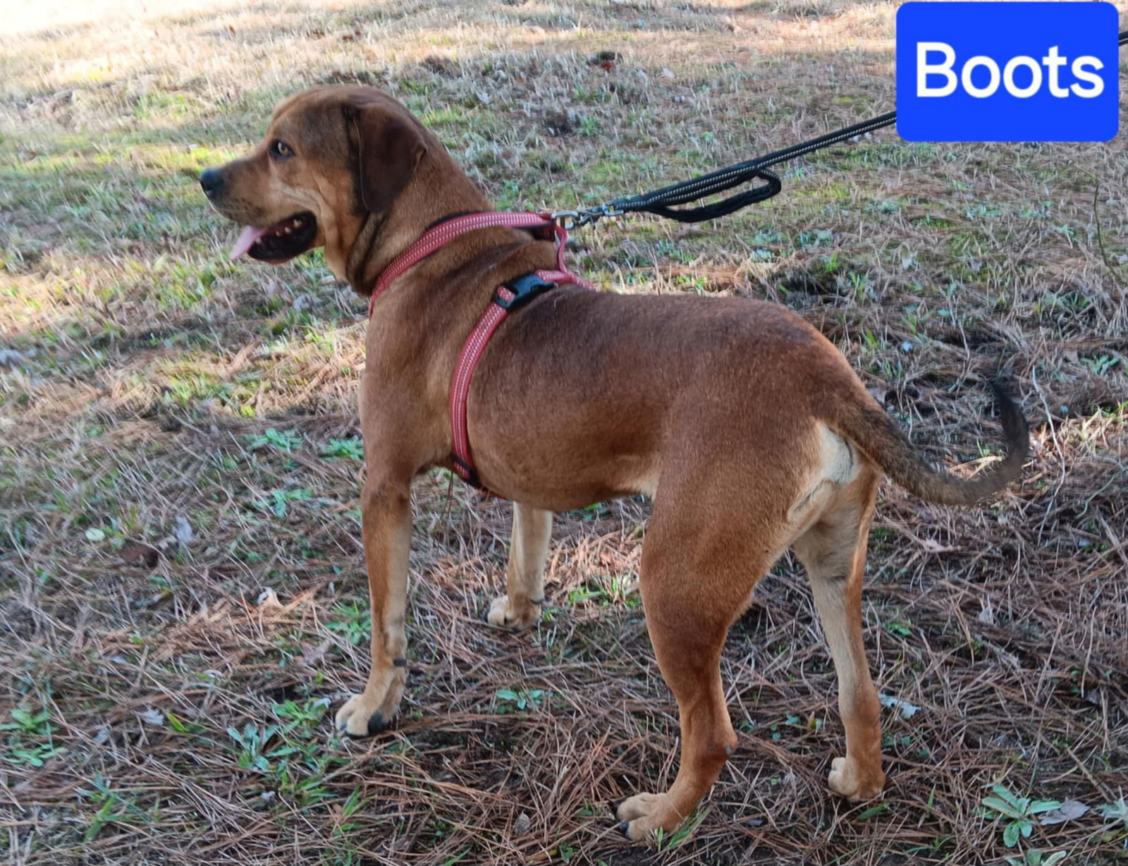 Boots, an adoptable Rhodesian Ridgeback, Redbone Coonhound in Farmerville, LA, 71241 | Photo Image 3