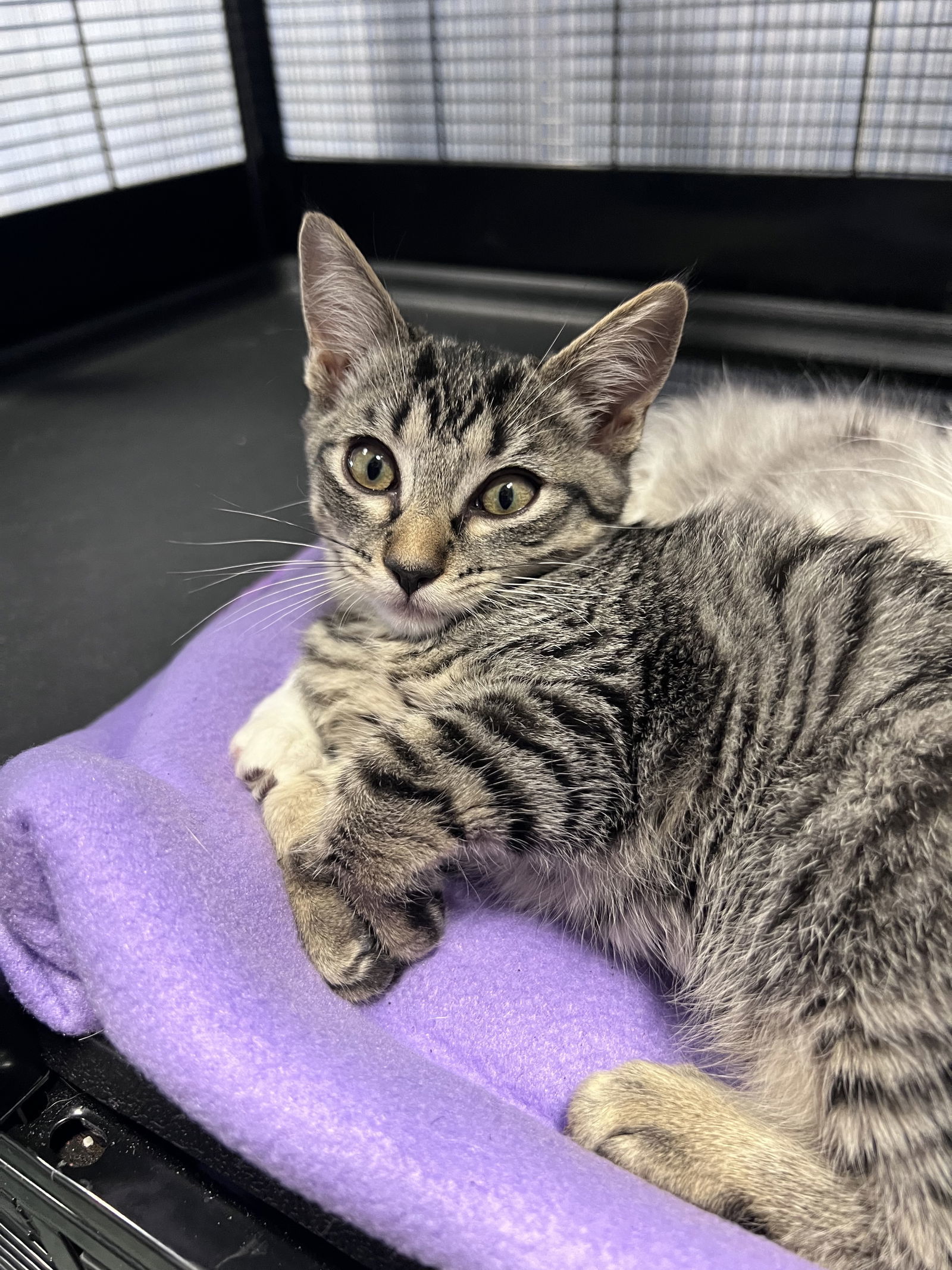 Poco, an adoptable Domestic Short Hair in Chico, CA, 95973 | Photo Image 1