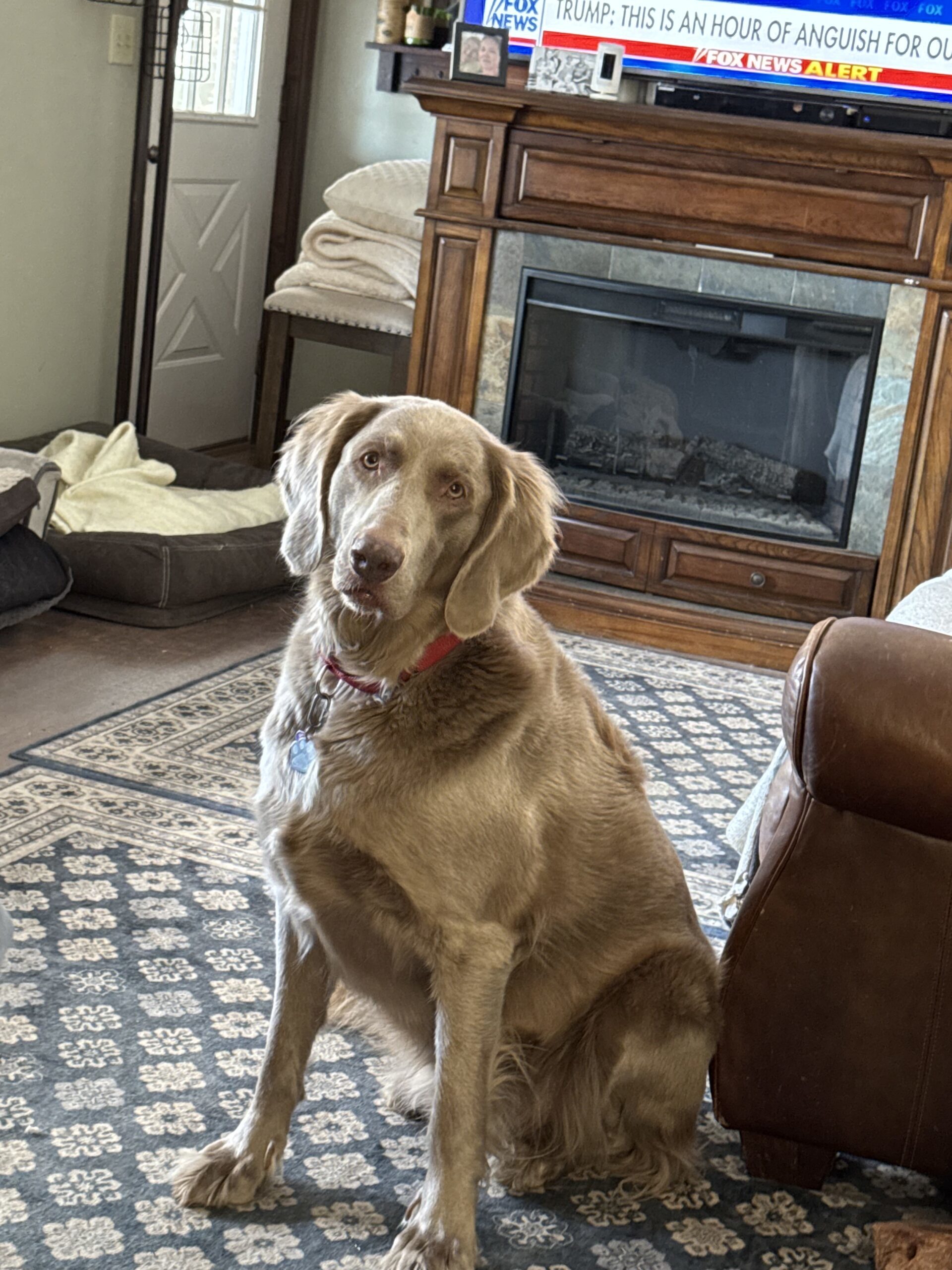 Douglas, an adoptable Weimaraner in Grand Rapids, MI, 49525 | Photo Image 1