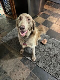 Douglas, an adoptable Weimaraner in Grand Rapids, MI, 49525 | Photo Image 2