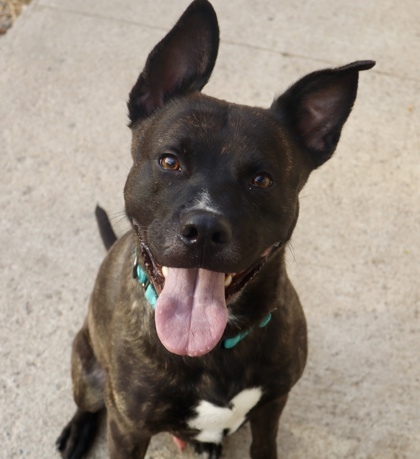 Achilles, an adoptable Mixed Breed in Rhinelander, WI, 54501 | Photo Image 1