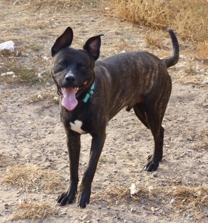 Achilles, an adoptable Mixed Breed in Rhinelander, WI, 54501 | Photo Image 2