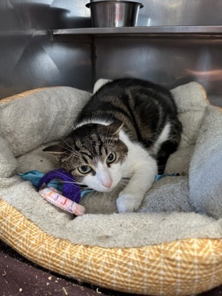 Kevin, an adoptable Domestic Short Hair in Rhinelander, WI, 54501 | Photo Image 1