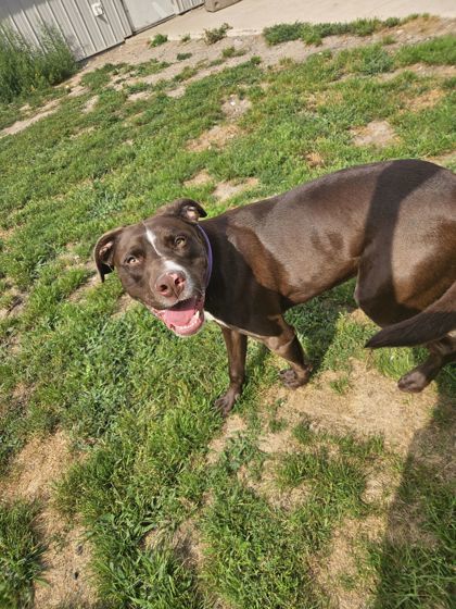 Cash, an adoptable Mixed Breed in Rhinelander, WI, 54501 | Photo Image 1