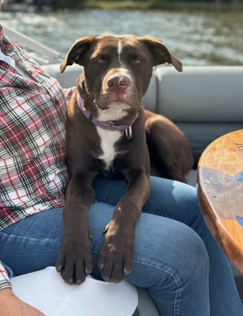 Cash, an adoptable Mixed Breed in Rhinelander, WI, 54501 | Photo Image 2