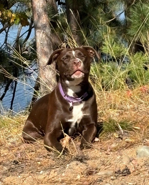 Cash, an adoptable Mixed Breed in Rhinelander, WI, 54501 | Photo Image 3