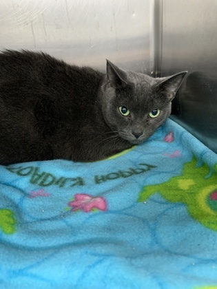 Karma, an adoptable Domestic Short Hair in Rhinelander, WI, 54501 | Photo Image 1