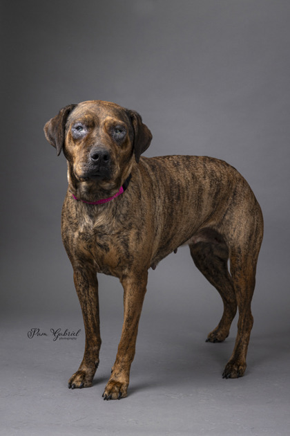 Summer (Sponsored), an adoptable American Staffordshire Terrier, Mixed Breed in Rhinelander, WI, 54501 | Photo Image 1