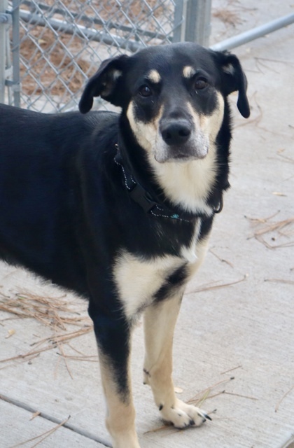 Cookie Crunch (sponsored), an adoptable Mixed Breed in Rhinelander, WI, 54501 | Photo Image 1