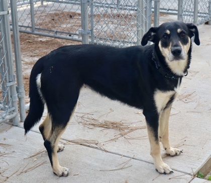 Cookie Crunch (sponsored), an adoptable Mixed Breed in Rhinelander, WI, 54501 | Photo Image 2