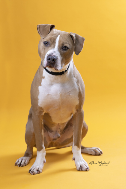 Zeus (Sponsored), an adoptable Terrier, Mixed Breed in Rhinelander, WI, 54501 | Photo Image 1