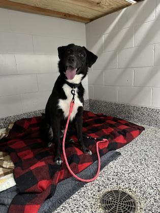 Po ( Sponsored), an adoptable Australian Shepherd, Labrador Retriever in Rhinelander, WI, 54501 | Photo Image 1