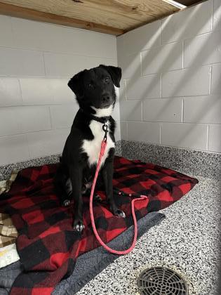 Po ( Sponsored), an adoptable Australian Shepherd, Labrador Retriever in Rhinelander, WI, 54501 | Photo Image 2