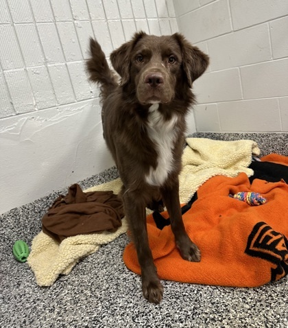 Theodore (Sponsored), an adoptable Australian Shepherd, Labrador Retriever in Rhinelander, WI, 54501 | Photo Image 1