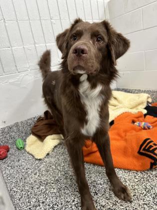 Theodore (Sponsored), an adoptable Australian Shepherd, Labrador Retriever in Rhinelander, WI, 54501 | Photo Image 2