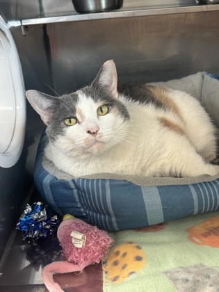 Monkey, an adoptable Domestic Short Hair in Rhinelander, WI, 54501 | Photo Image 1