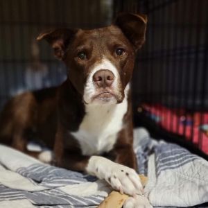 Howie, Adult Male unknown