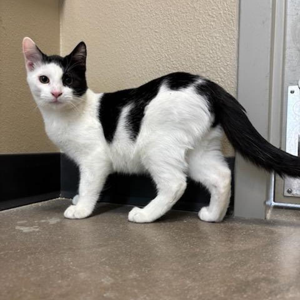 Blaze, an adoptable Domestic Short Hair in Cody, WY, 82414 | Photo Image 1