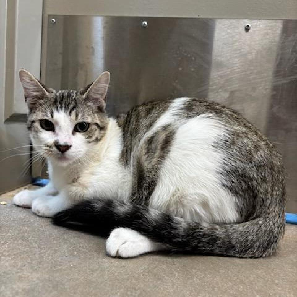 Flash, an adoptable Domestic Short Hair in Cody, WY, 82414 | Photo Image 1