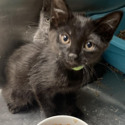 Liberty, an adoptable Domestic Short Hair in Spokane, WA, 99202 | Photo Image 1