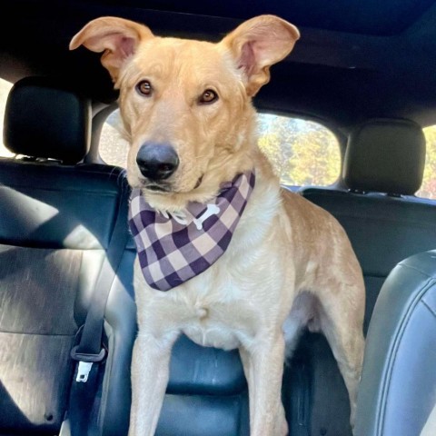 Worm, an adoptable Labrador Retriever, Shepherd in Bend, OR, 97702 | Photo Image 1