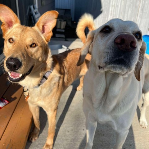 Worm, an adoptable Labrador Retriever, Shepherd in Bend, OR, 97702 | Photo Image 2