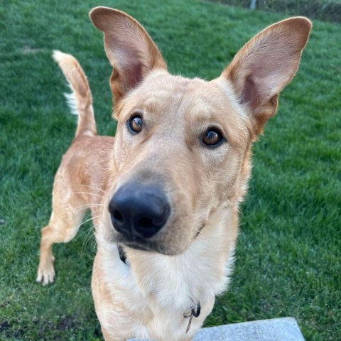 Worm, an adoptable Labrador Retriever, Shepherd in Bend, OR, 97702 | Photo Image 3