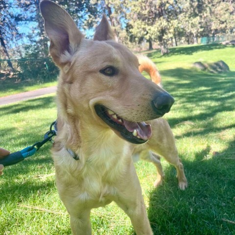 Worm, an adoptable Labrador Retriever, Shepherd in Bend, OR, 97702 | Photo Image 4