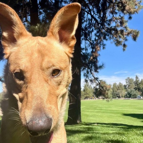 Worm, an adoptable Labrador Retriever, Shepherd in Bend, OR, 97702 | Photo Image 5