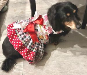 Beautiful Mimi is a 13 year old senior long hair black and tan purebred Dachshund She weighs 21 pou