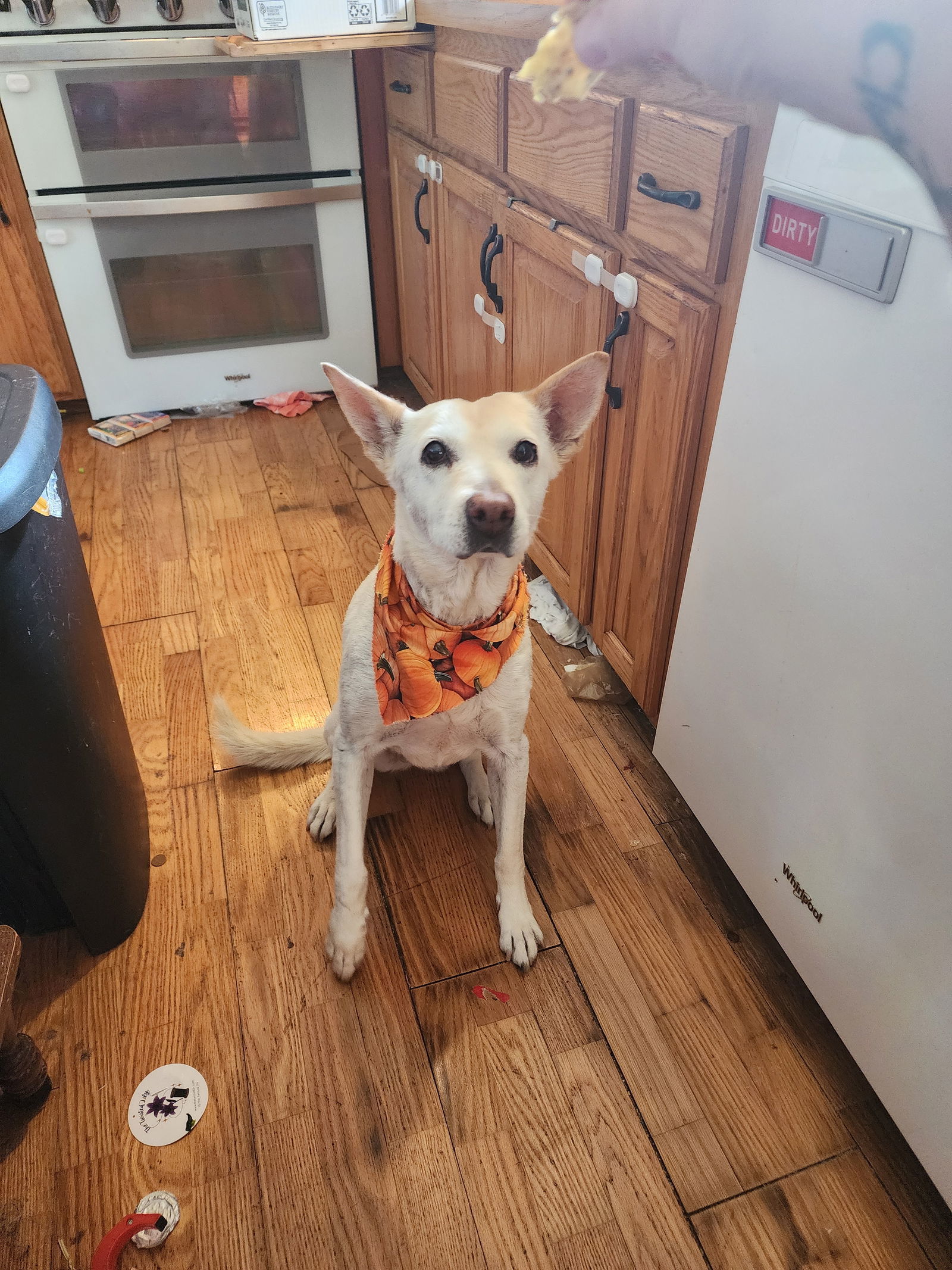 Ginger D5967, an adoptable German Shepherd Dog, Jindo in minneapolis, MN, 55417 | Photo Image 1