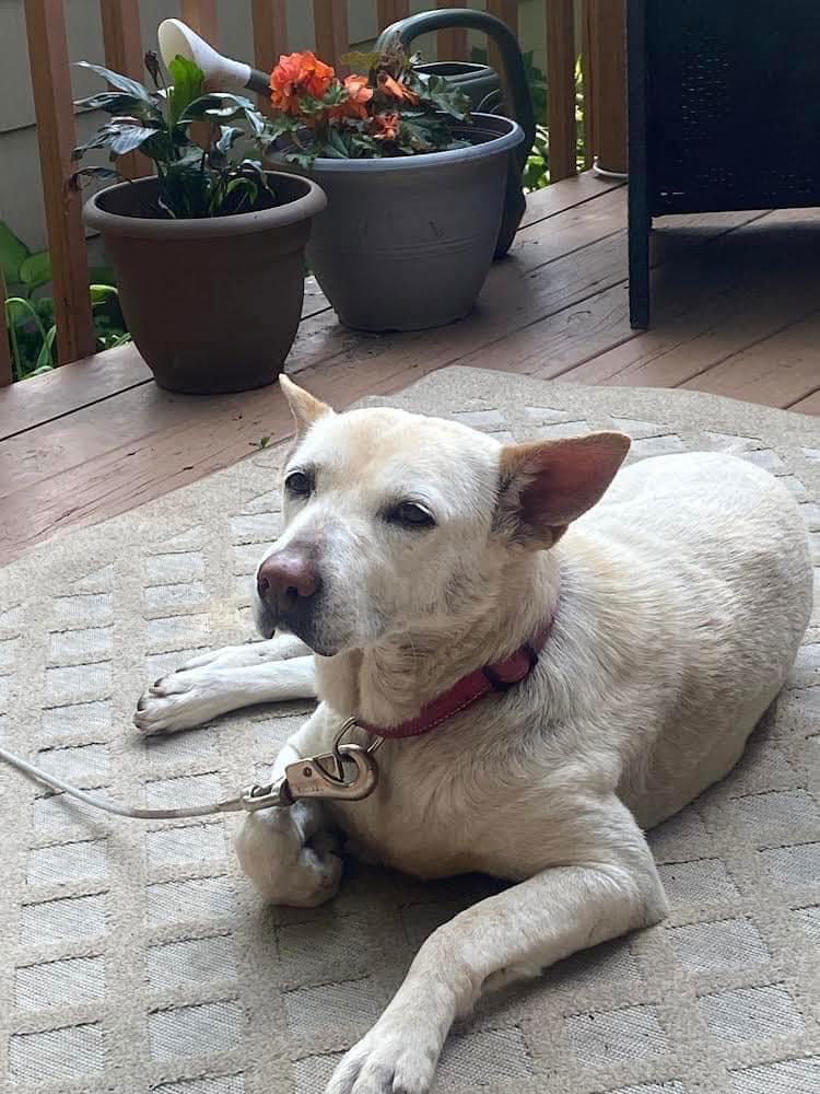 Ginger D5967, an adoptable German Shepherd Dog, Jindo in minneapolis, MN, 55417 | Photo Image 3