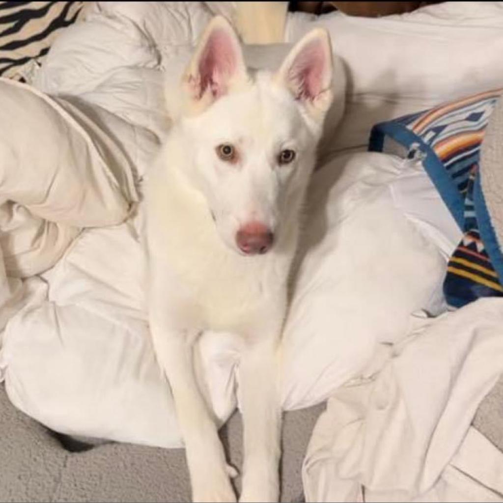 Shiloh