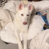 Shiloh photo 1