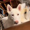 Shiloh photo 2