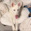 Shiloh photo 3