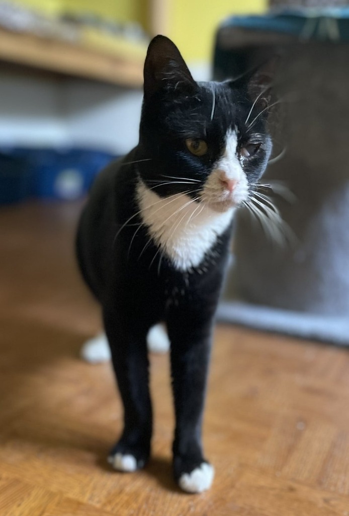 Meowser, an adoptable Domestic Short Hair in Ogden, UT, 84409 | Photo Image 1