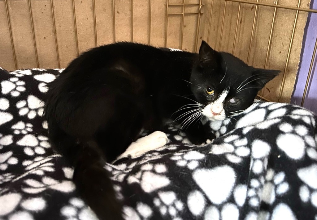 Meowser, an adoptable Domestic Short Hair in Ogden, UT, 84409 | Photo Image 2