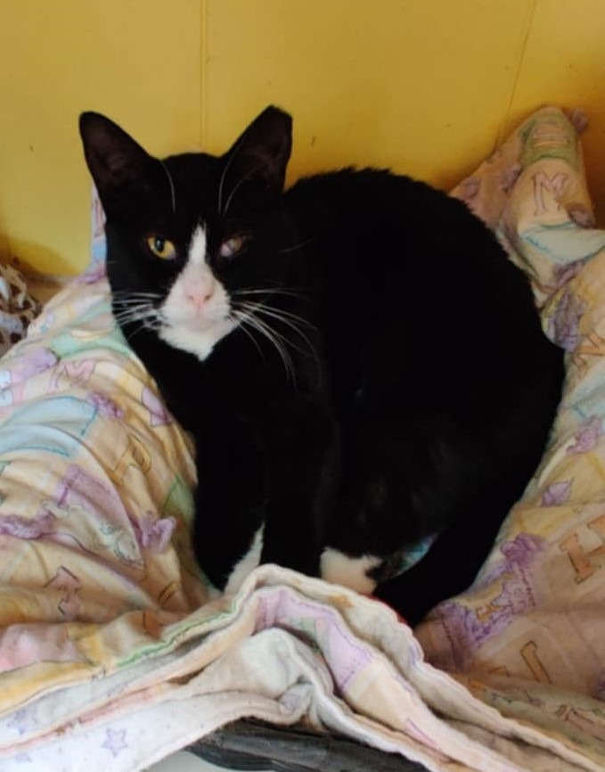 Meowser, an adoptable Domestic Short Hair in Ogden, UT, 84409 | Photo Image 3