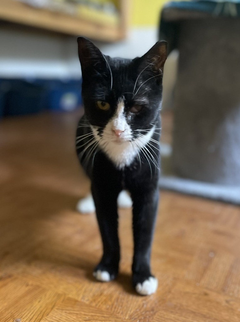 Meowser, an adoptable Domestic Short Hair in Ogden, UT, 84409 | Photo Image 4