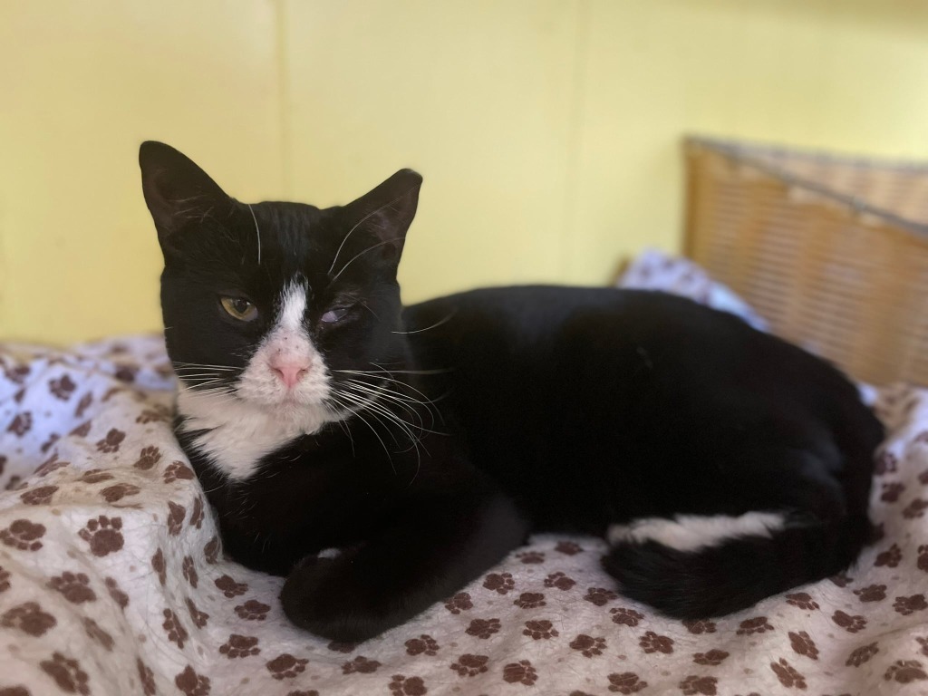 Meowser, an adoptable Domestic Short Hair in Ogden, UT, 84409 | Photo Image 5