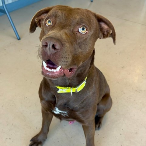 Thunder, an adoptable Chocolate Labrador Retriever, Pit Bull Terrier in Idaho Falls, ID, 83402 | Photo Image 1