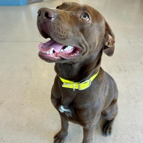 Thunder, an adoptable Chocolate Labrador Retriever, Pit Bull Terrier in Idaho Falls, ID, 83402 | Photo Image 2