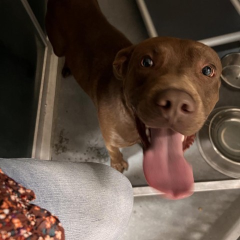 Thunder, an adoptable Chocolate Labrador Retriever, Pit Bull Terrier in Idaho Falls, ID, 83402 | Photo Image 3