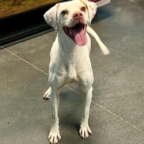 Miss Piggy, an adoptable Pointer in Idaho Falls, ID, 83402 | Photo Image 1