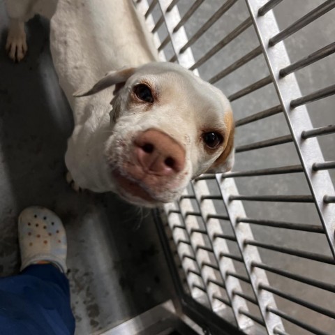 Miss Piggy, an adoptable Pointer in Idaho Falls, ID, 83402 | Photo Image 2