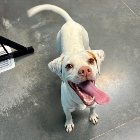 Miss Piggy, an adoptable Pointer in Idaho Falls, ID, 83402 | Photo Image 3