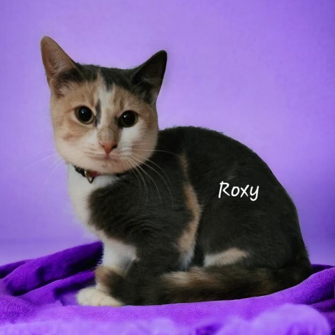 Roxy 1